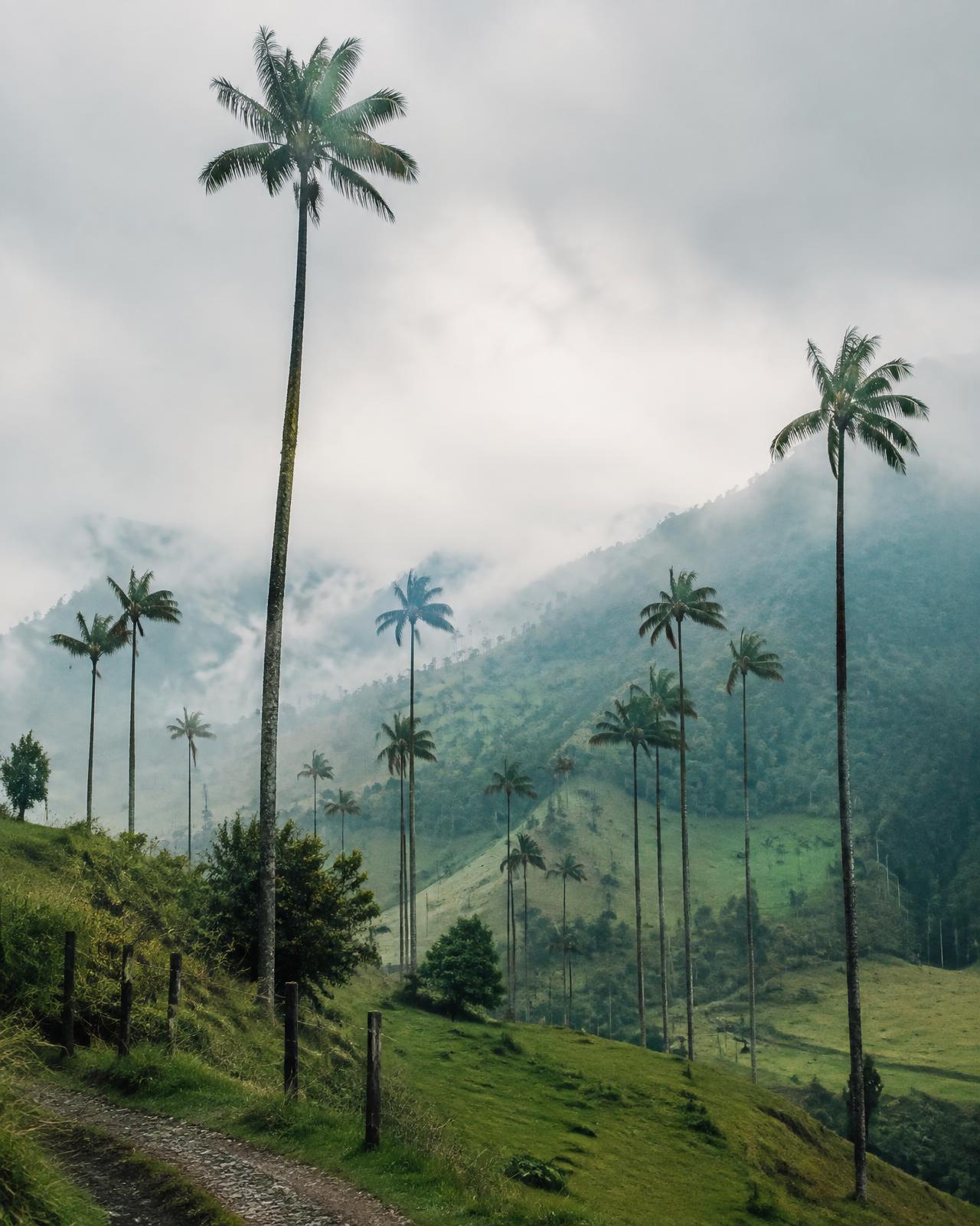 Coffee Region